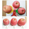 2015 Nuevo Cultivo Fresco FUJI Apple